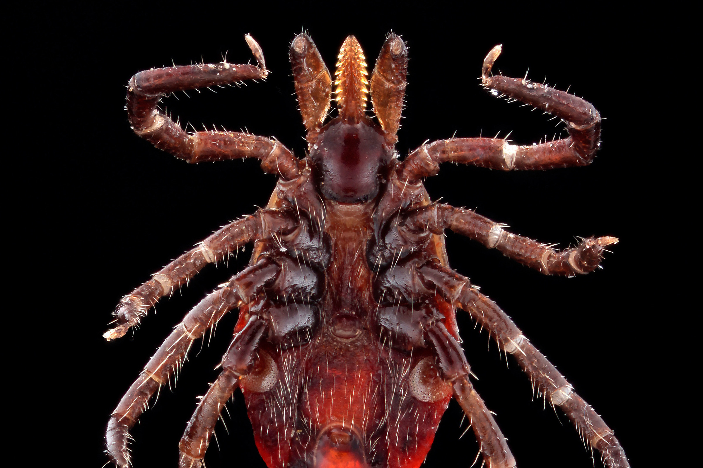 A highly magnified ventral shot of a female Ixodes scapularis tick, otherwise known as the deer tick, a primary vector for Lyme disease. The U.S. Army Defense Center for Public Health Center-Aberdeen offers free identification and analysis of ticks that have been removed from human patients or Department of Defense beneficiaries through its MilTICK testing program. Two military entomologists discuss how to protect your unit in the field during Bug Week, June 10-17. (U.S. Army Public Health Center photo by Graham Snodgrass)