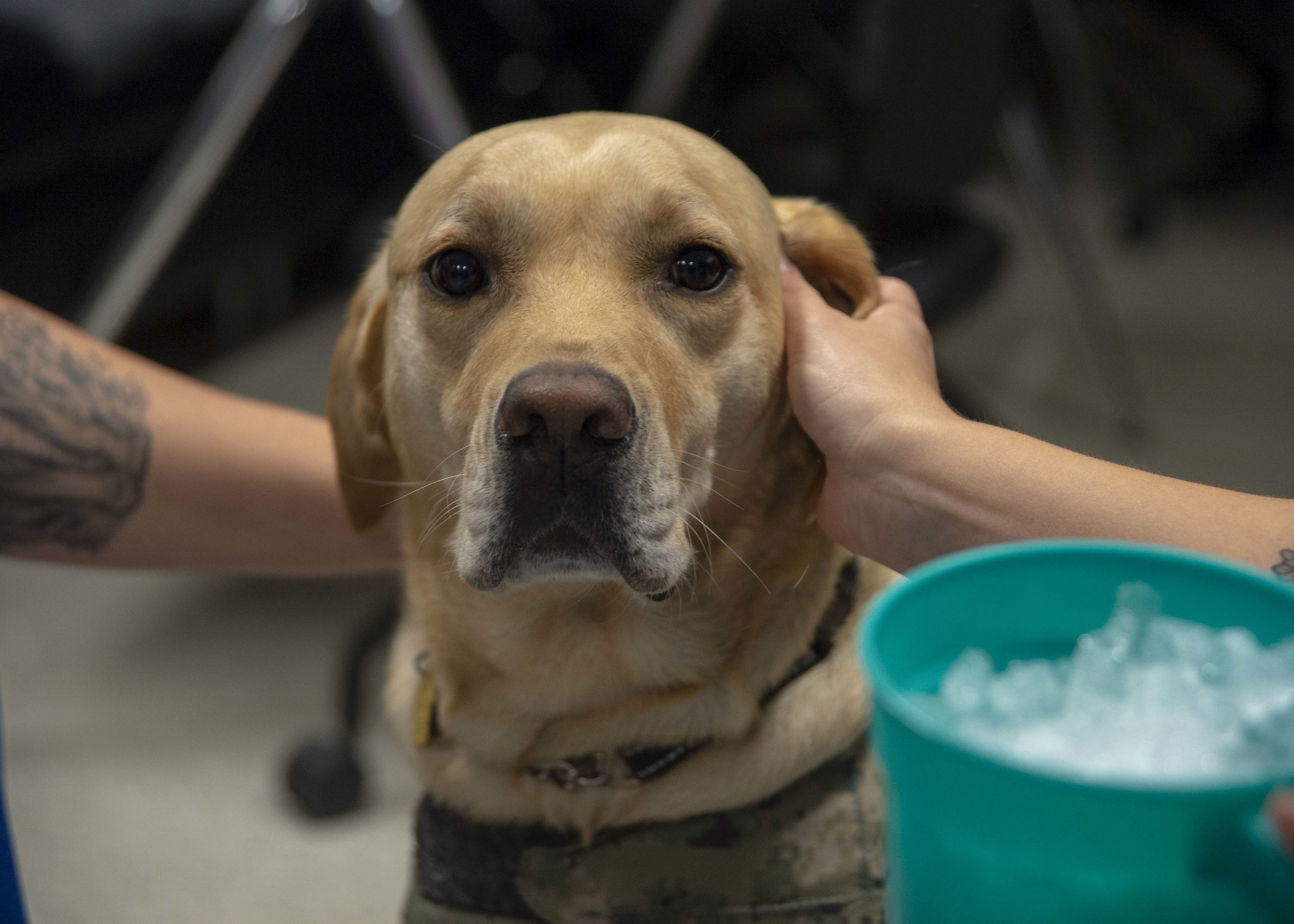 Wounded Warriors and Facility Dogs: A Mutual Respect
