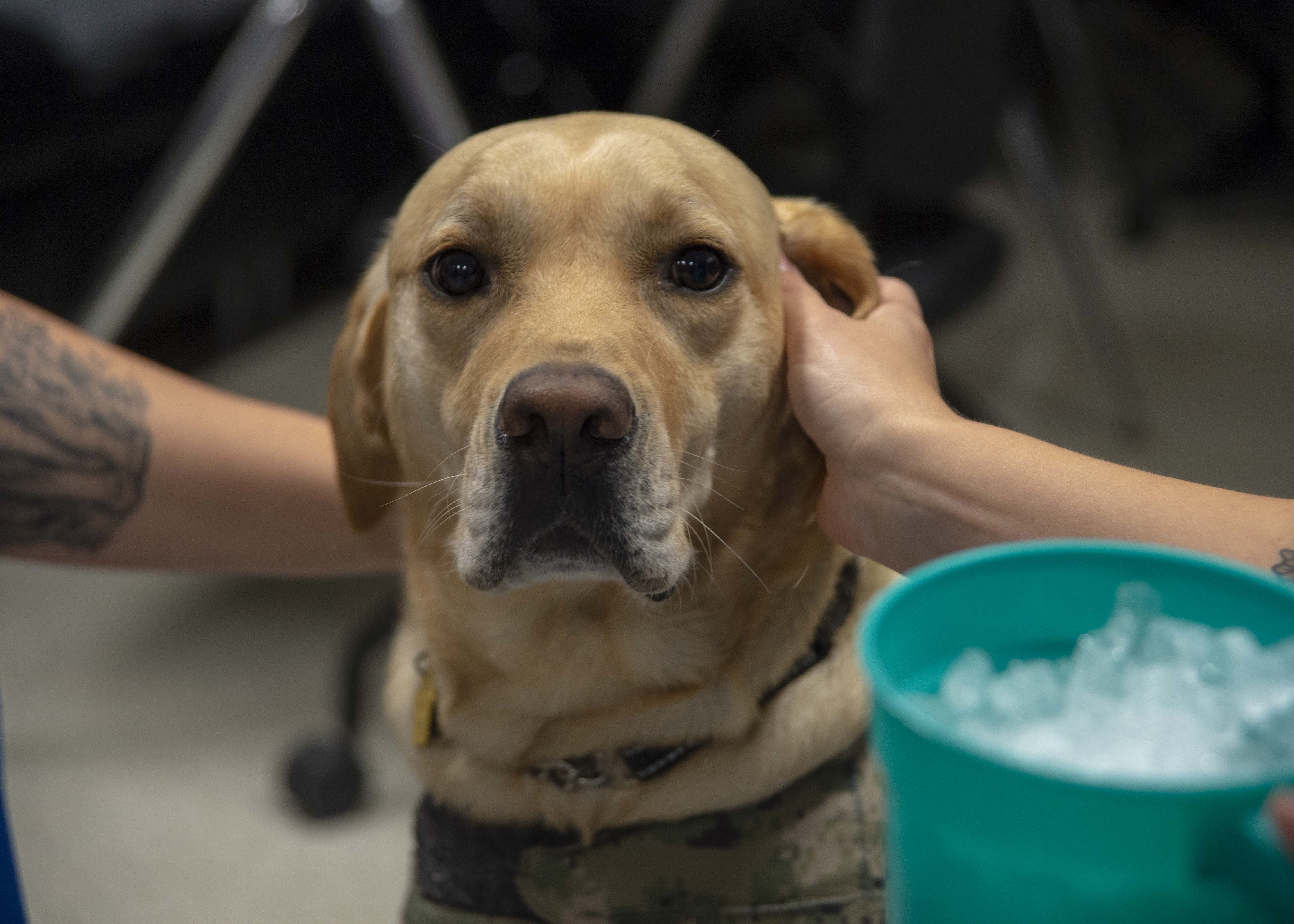 Image of Wounded Warriors and Facility Dogs: A Mutual Respect.