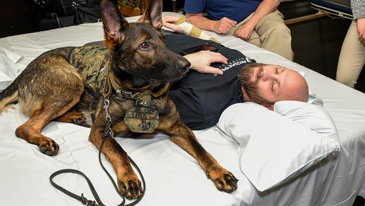 Image of Ask a Dog: Inside the Life of a Walter Reed Facility Dog.
