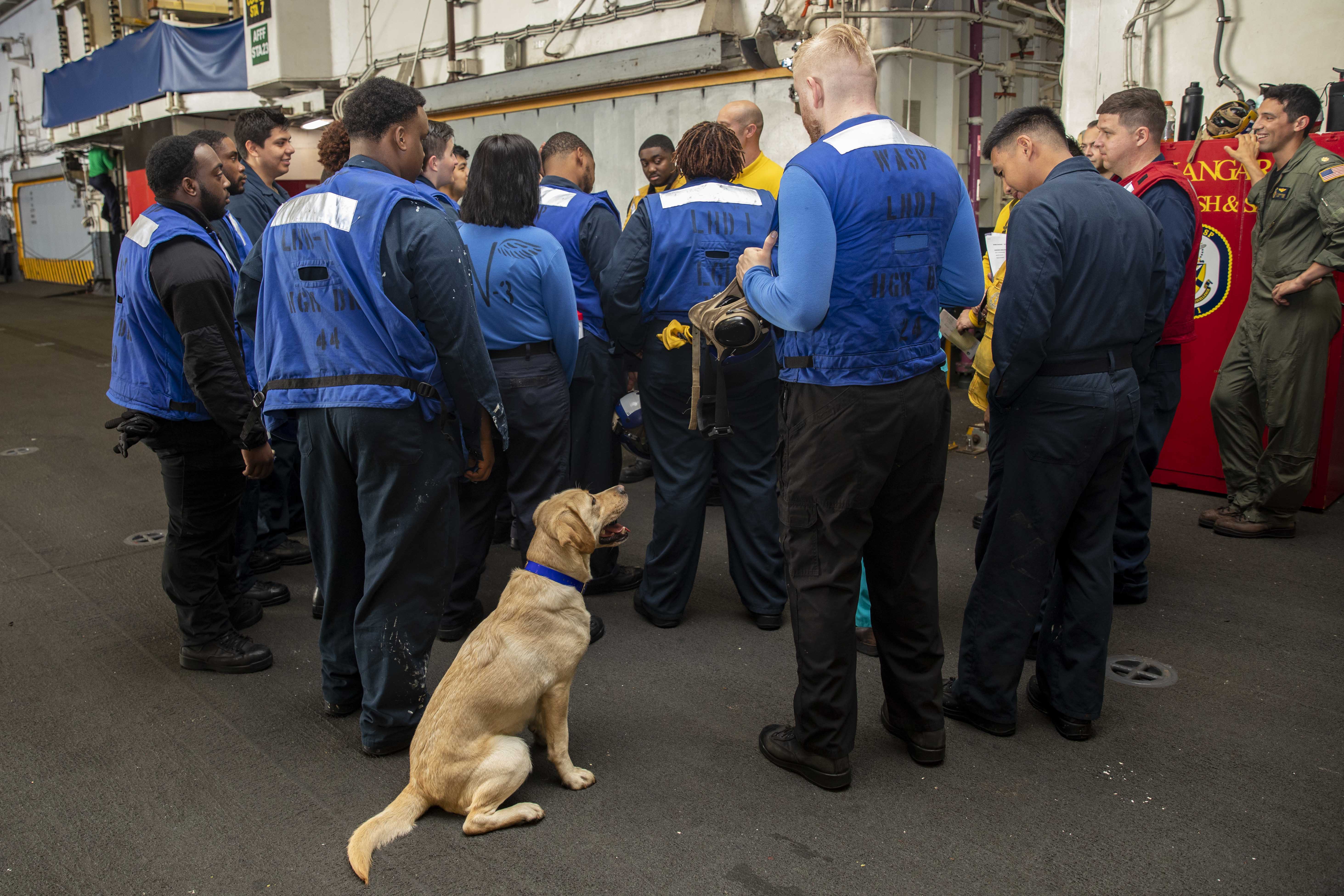 Image of Therapy Dogs Ike and Sage Reduce Stress Aboard Ships.