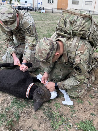 Link to Photo: Wiesbaden Conducts Multi-Echelon MWD CASEVAC and K9TCCC Exercise