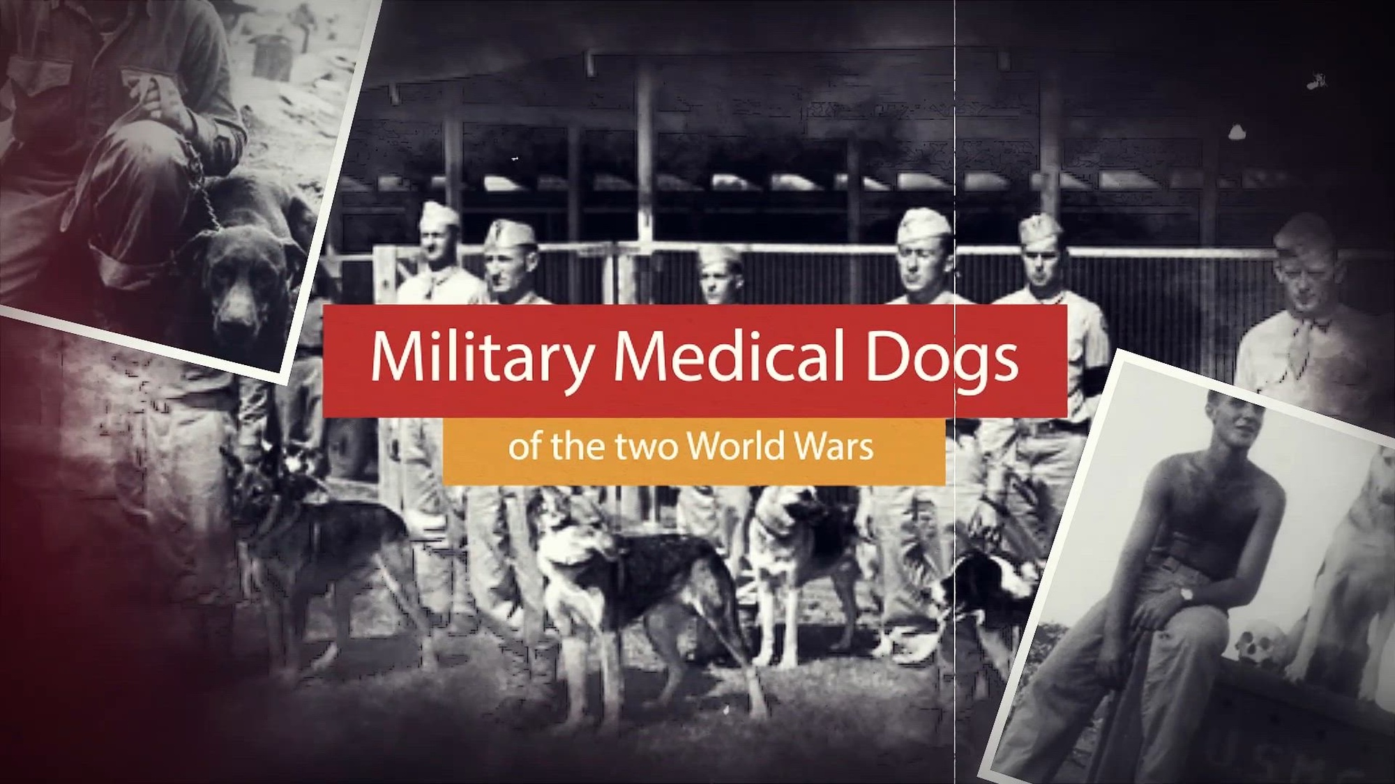 Military Medical Dogs from WW1 & 2