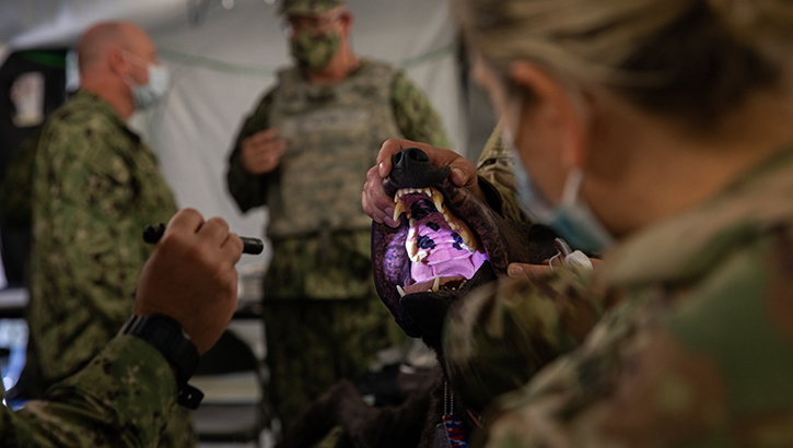 U.S. Army Reserve Capt. Gabrielle Schrader, a veterinary service officer with the 422nd Medical Detachment (Veterinary Services), demonstrates how to properly check for obstructions in the airway on ‘Diesel’, an animatronic dog used to simulate realistic training, to U.S. Navy medical personnel during Combat Support Training Exercise (CSTX) and Global Medic on Fort McCoy, Wisconsin, Aug. 11, 2022. This demonstration was part of a joint branch training to prepare medical personnel throughout hospitals to treat and care for military working dogs. (U.S. Army Reserve photo: Spc. Veronica Hamilton) 