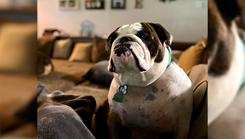 Piper, an English Bulldog, loves sleeping and cuddling with her human, Carmen Rutledge, a military health assistant with managed care at BJACH.  (Photo: Carmen Rutledge)