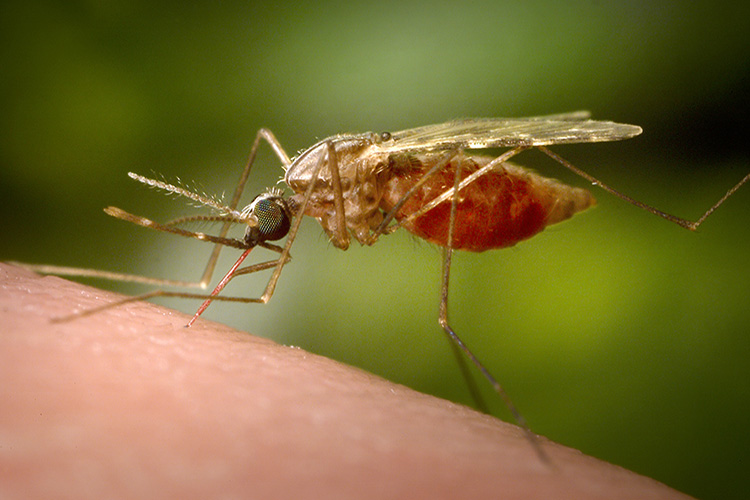 Image of Female Anopheles funestus mosquito that had landed on a human skin surface and was in the process of obtaining its blood meal. Click to open a larger version of the image.