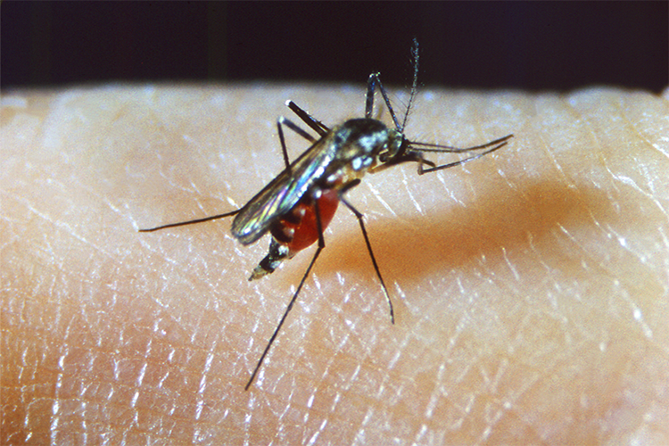 Image of Malaria mosquito.
