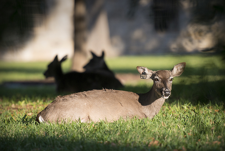 Image of A deer basks in the morning sun at Joint Base San Antonio-Fort Sam Houston, Texas.  (Photo Courtesy: U.S. Air Force).