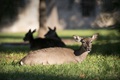 A deer basks in the morning sun at Joint Base San Antonio-Fort Sam Houston, Texas.  (Photo Courtesy: U.S. Air Force)