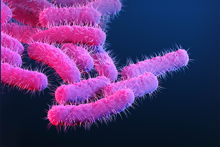 Illustration of drug-resistant, Shigella sp. bacteria