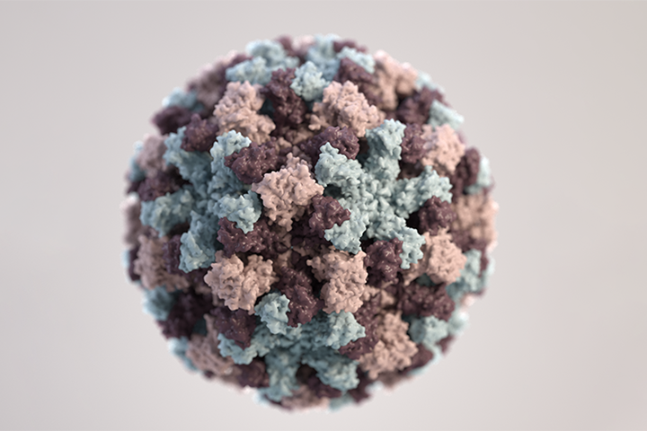 Image of three-dimensional illustration of a single norovirus virion.