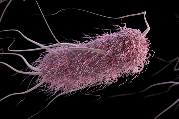 Three-dimensional, computer-generated image of a group of extended-spectrum ß-lactamase-producing Enterobacteriaceae bacteria, in this case, Escherichia coli