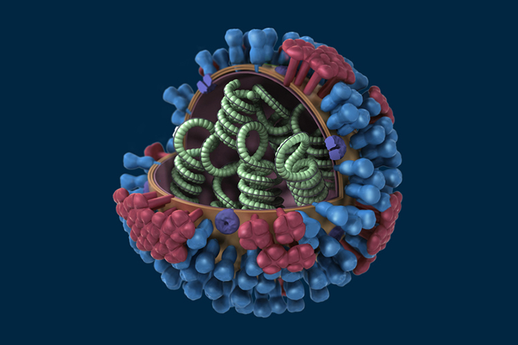 3-3D_Influenza_blue_no_key_pieslice_med: This illustration provides a 3D graphical representation of a generic Influenza virion’s ultrastructure, and is not specific to a seasonal, avian or 2009 H1N1 virus. (Credit: CDC/ Douglas Jordan)