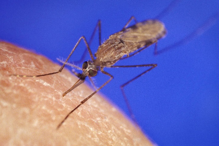 Image of An Anopheles gambiae mosquito in the process of obtaining a blood meal. Credit: CDC/James D. Gathany.