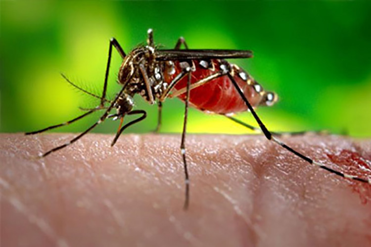 Image of An Aedes aegypti mosquito. Click to open a larger version of the image.