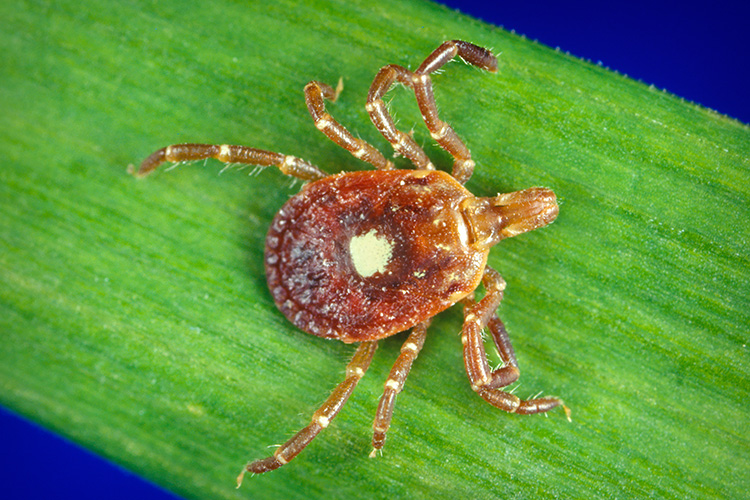 Image of Dorsal view of a female lone star tick. Click to open a larger version of the image.