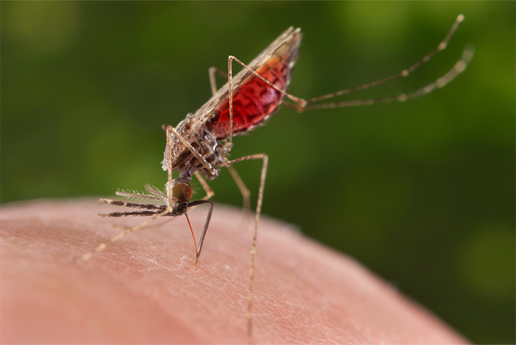 Image of Anopheles merus mosquito. (CDC photo by James Gathany). Click to open a larger version of the image.