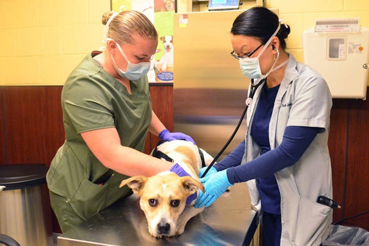 Animal-Related Injuries in Veterinary Services Personnel, . Army,  2001–2018 