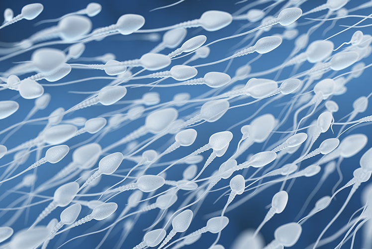 Image of Sperm is the male reproductive cell  Photo: iStock. Click to open a larger version of the image.