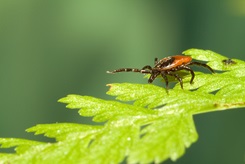 Female Ixodes ricinus Tick ©ECDC/Photo by Francis Schaffner