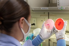 SAN DIEGO (Oct. 19, 2020) Hospital Corpsman 2nd Class Brittni Porter, a laboratory technician assigned to Naval Medical Center San Diego’s (NMCSD) microbiology laboratory, exams agar slides during a drug susceptibility tests Oct. 19. Drug susceptibility tests are conducted to see if a particular antibiotic will react with a patient’s sample on an agar slide. NMCSD’s mission is to prepare service members to deploy in support of operational forces, deliver high quality healthcare services and shape the future of military medicine through education, training and research. NMCSD employs more than 6,000 active duty military personnel, civilians, and contractors in Southern California to provide patients with world-class care anytime, anywhere. (U.S. Navy photo by Mass Communication Specialist 3rd Class Jake Greenberg)