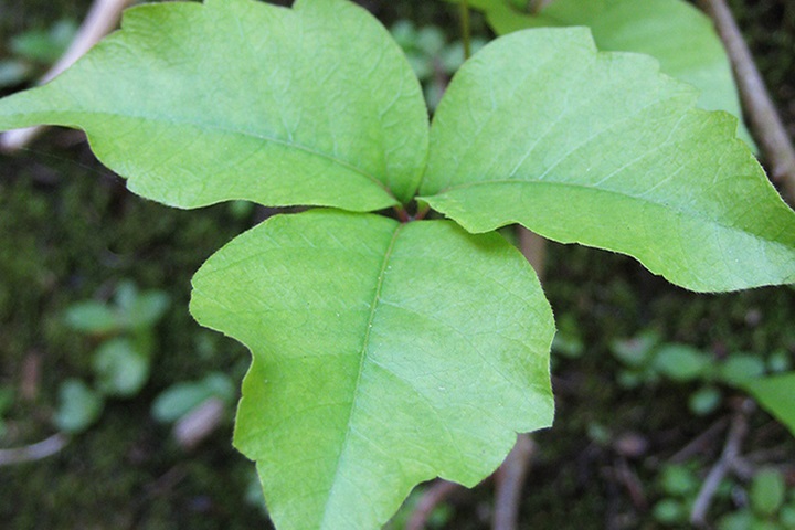 Image of Poison ivy (Toxicodendron radicans).