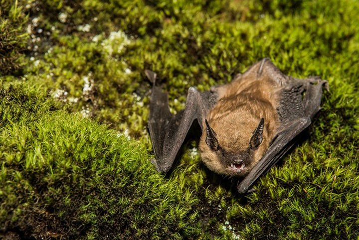 Image of Big Brown Bat stock photo (iStock.com).