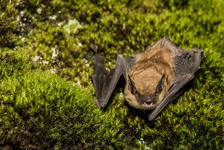 Big Brown Bat stock photo (iStock.com)