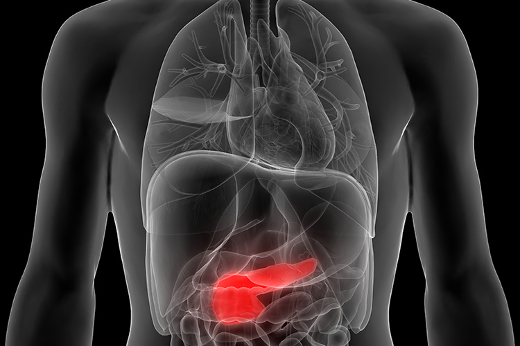 Image of 3D illustration of human body organs (pancreas). Click to open a larger version of the image.