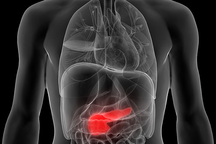 Image of 3D illustration of human body organs (pancreas).