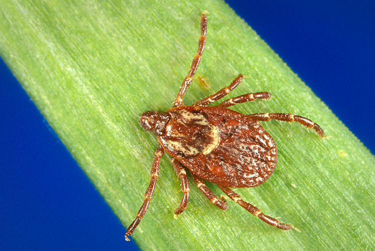 Image of Dorsal view of a female American dog tick, Dermacentor variabilis. Credit: CDC/Gary O. Maupin. Click to open a larger version of the image.