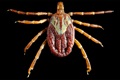 Dorsal view of a female Gulf Coast tick, Amblyomma maculatum
