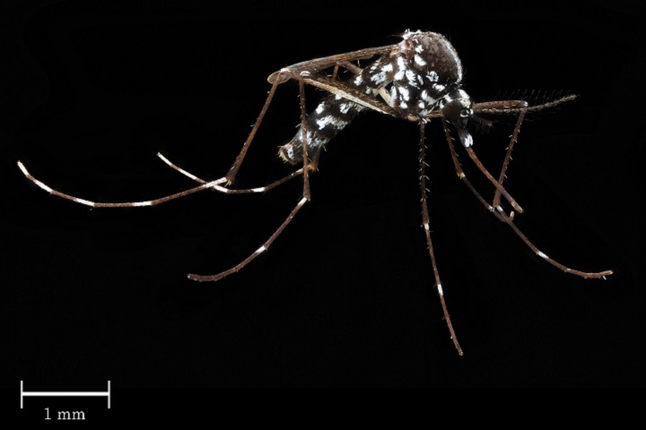 Aedes albopictus, is one type of mosquito responsible for spreading dengue and yellow fevers as well as the Zika and chikungunya viruses, are common throughout eastern and southern portions of the United States, South America, and other parts of the world. (Courtesy photo)