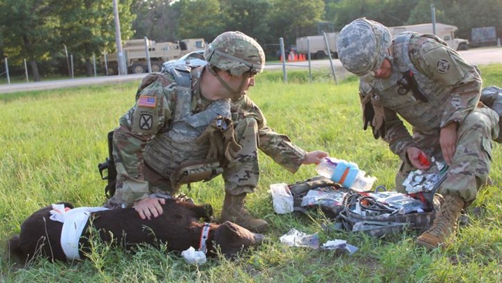 Image of Medics treat a simulated gunshot wound on a K9 Diesel advanced canine medical simulator.