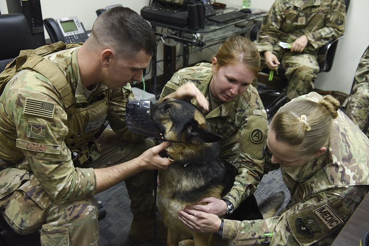 Air Force Staff Sgt. Aaron Catron, 380th Expeditionary Security Forces Squadron military dog handler, keeps his MWD Morty calm while Army Capt Theresa Hubbell, Area Support Group Kuwait Camp Arifjan veterinary officer in charge, shows Air Force Staff. Sgt. Kristin Niemi, 380th Expeditionary Medical Group medical technician, spots where medical procedures can be performed during basic preventative medical service training, Nov. 27, 2018, at Al Dhafra Air Base, United Arab Emirates. Due to the distance of the veterinary clinic in Kuwait and the services available for MWD at ADAB, Hubbell visited ADAB to perform a quarterly inspection of the MWDs and their living quarters, and provided training for the handlers and Emergency Medical Technicians. (U.S. Air Force photo by Tech. Sgt. Darnell T. Cannady)