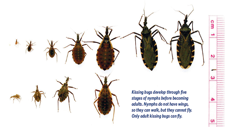 Adult kissing bugs are mostly active in the warmer months, from May to October. Kissing bugs develop into adults after a series of five life stages as nymphs, and both nymphs and adults feed on blood. Kissing bugs feed on humans as well as wild and domestic animals and pets. They can live between one to two years. (Photo by Texas.gov)