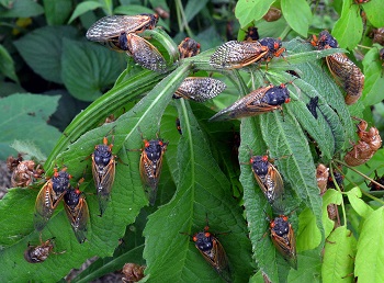 Photo of cicadas on leaves