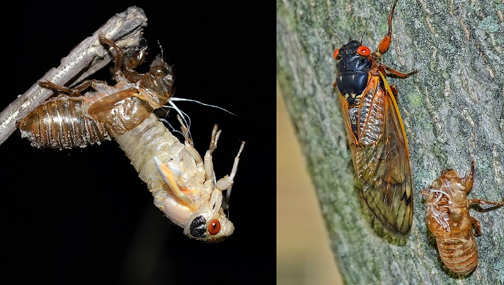 Image of Two pictures side by side of cicadas.
