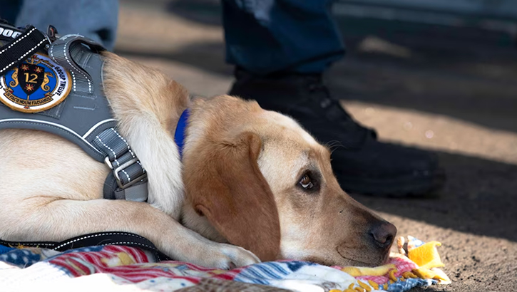 Sage, a 3-year-old Labrador retriever, has been specially trained to help sailors cope with stress associated with deployment, providing comfort and morale boosts as part of the ship's warfighter toughness mental health and resiliency team.