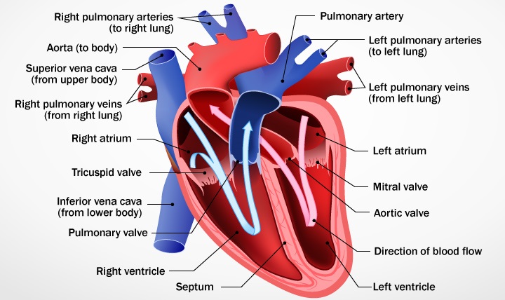 How the Heart Works Diagram