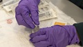 Gloved hands working in laboratory