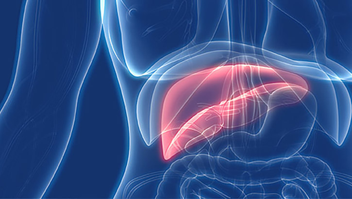 Image of picture of a liver. Click to open a larger version of the image.