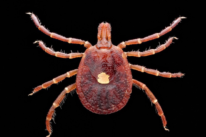 The lone star tick is the most common tick found in the southeastern U.S. One of the first things people can do to prevent a tick bite is to recognize tick habitats, and avoid them. (U.S. Army photo by Graham Snodgrass)
