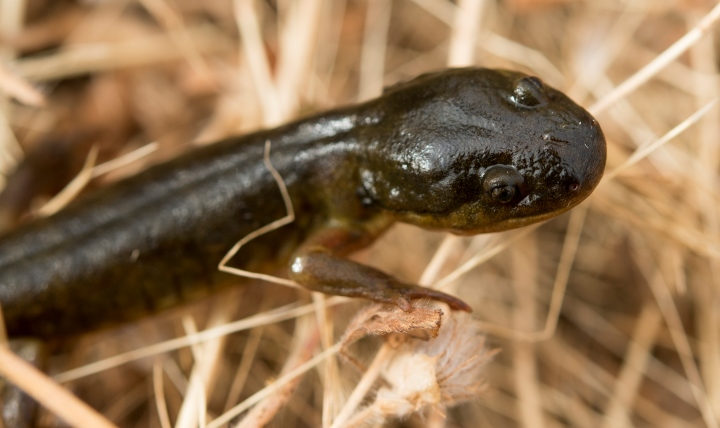 A juvenile California tiger Salamander migrates across the Travis Air Force Base, California, airfield in search of a suitable burrow, June 9, 2017. Military researchers are studying how some animals, such as salamanders, are able to regrow limbs. The work is designed to help those with amputations regrow their own arms and legs. (U.S. Air Force photo/ Heide Couch)