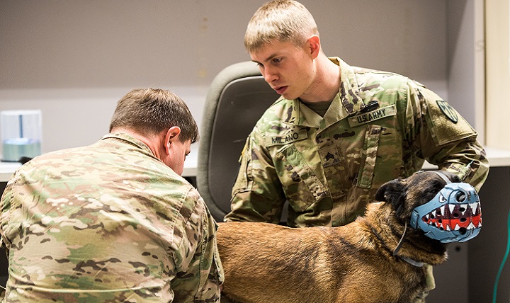 how many dogs are in the us military