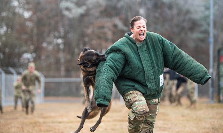Army Maj. Elizabeth L. Kassulke, an Emergency Room Nurse assigned to the 67th Forward Surgical Team, grimaces as MWD Lion leaps and grabs her sleeve. (U.S. Army photo by Maj. Chris Angeles)