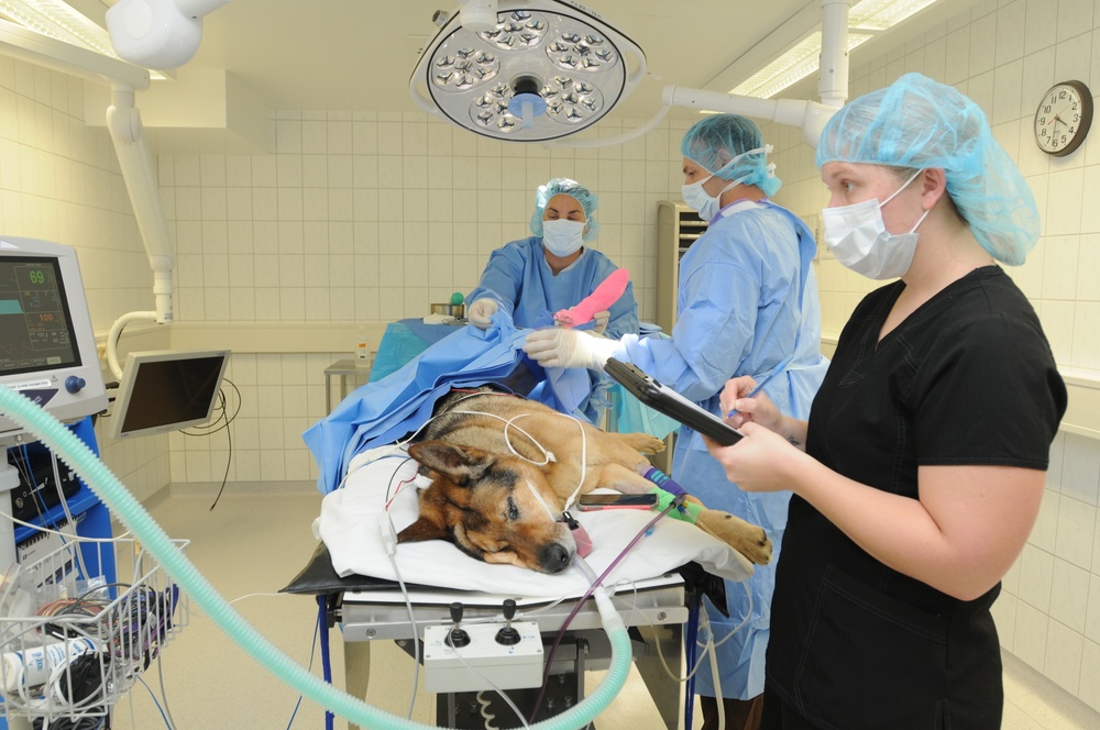 Military dog in surgery