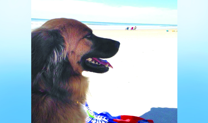 Dogs like Jade, shown relaxing in the shade in Emerald Isle, North Carolina, are more vulnerable than cats to heat hazards because they usually spend more time outside with their owners. 
