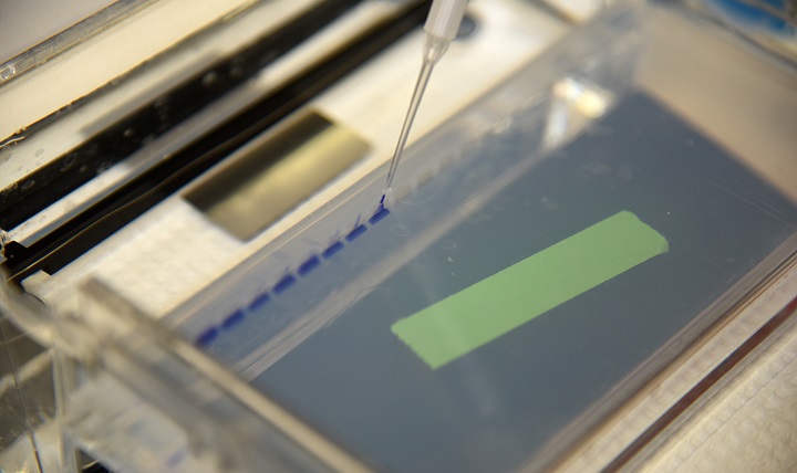 A small sample of DNA is added to a product gel to see if the amplification process worked. The product gel is run through an electrical current for 15 minutes to separate the DNA by size. (U.S. Air Force photo/Senior Airman Ashlin Federick)