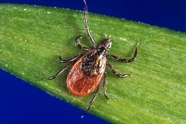 Every year, roughly 30,000 Americans contract Lyme disease from a blacklegged tick. (CDC photo)